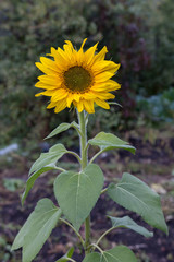 sunflower in the garden