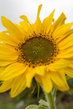 sunflower flower with large yellow petals