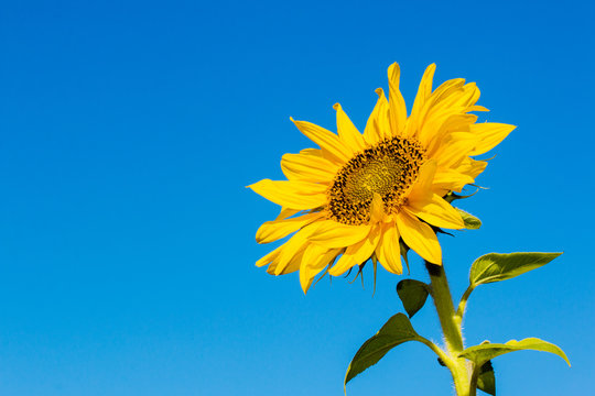 Sunflower flower against the blue sky closeup