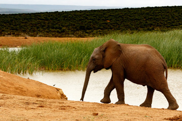 Fototapeta na wymiar African Bush Elephant at the Watering Hole.