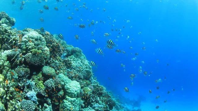 Coral reef and fish underwater in sea ocean