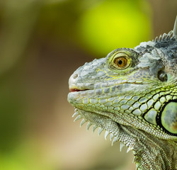 iguana