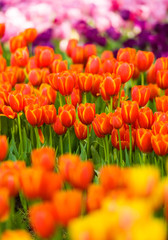 Colorful Tulips in Garden