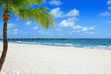 Tropical beach with palm tree and pier on a sunny day