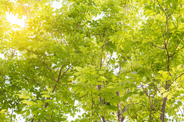 Fototapeta premium Green leaves on white background