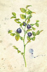 Watercolor realistic illustration of bilberries with branches and leaves, on vintage beige background.