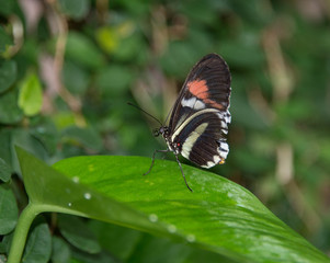 Obraz na płótnie Canvas Butterfly in the garden
