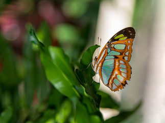 Butterfly in the garden