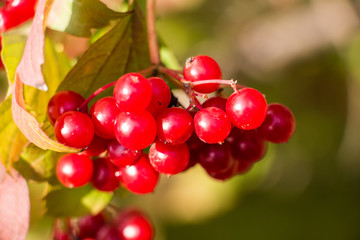 Ripe berries of Viburnum