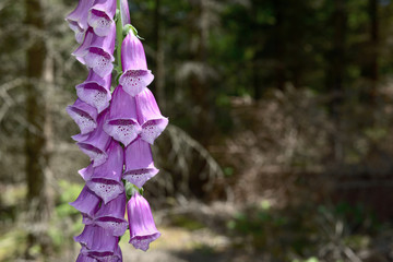 blooming foxglove in the forest © Johanna Pötsch