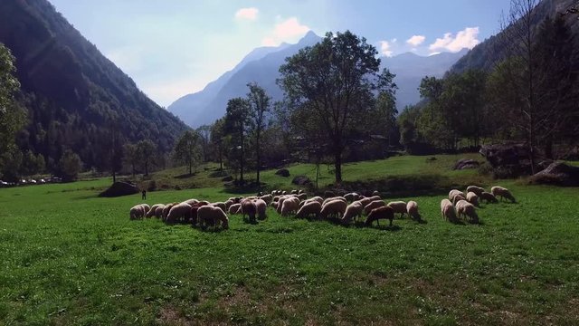 gregge di pecore in montagna - 4K