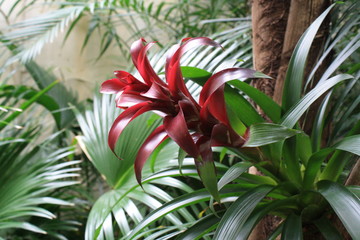Fototapeta premium Red Bromeliad