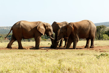 Water - African Bush Elephant