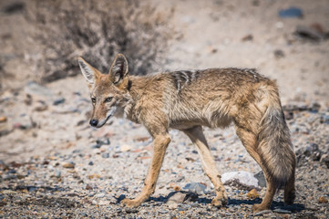 Naklejka na ściany i meble Desert Coyote