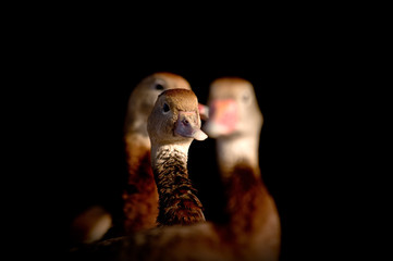 Three Ducks In A Row