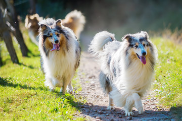 collie dogs running on a country lane