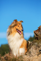 cute collie dog with blue sky
