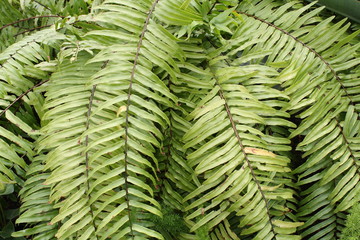 Fern Fronds