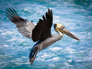 Pelican