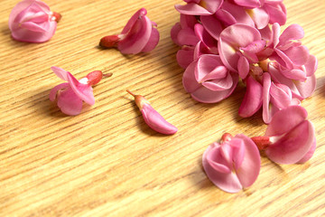 Flowers pink acacia