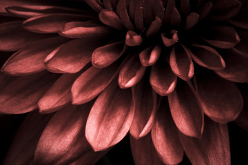 Pink Flower Gerbera Daisy