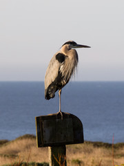 Heron