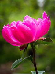 Berkeley Botanical Garden