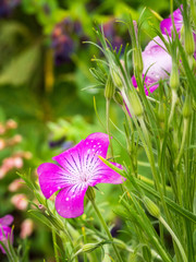 Berkeley Botanical Garden