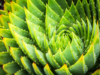 Berkeley Botanical Garden