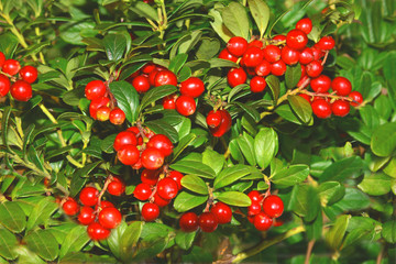 Preiselbeeren