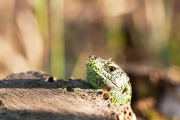the male sand lizard