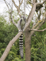 Ring-tailed lemur on tree