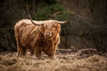 Fond de hotte en verre imprimé Highlander écossais vache des hautes terres