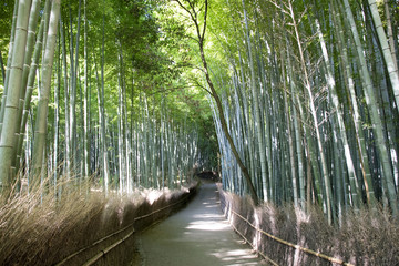京都　嵯峨野竹林
