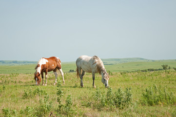 Obraz na płótnie Canvas Two horses grazing against vast wide open prairie background