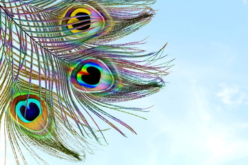 Obraz premium Beautiful peacock feathers as background with text copy space