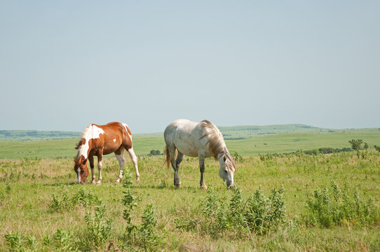 Two horses grazing against vast wide open prairie background