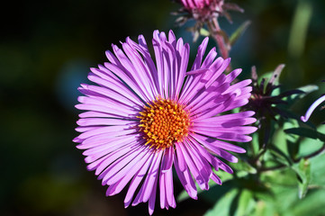 Fototapeta premium A pink flower blooming chrysanthemum in garden.