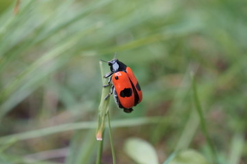 Moszenica wierzbówka © tadzio1964