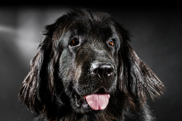 Portrait of big black water-dog, studio shooting