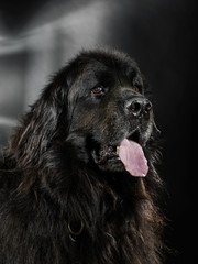 Fototapeta premium Portrait of big black water-dog, studio shooting