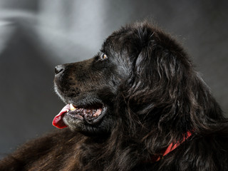 Portrait of big black water-dog, studio shooting