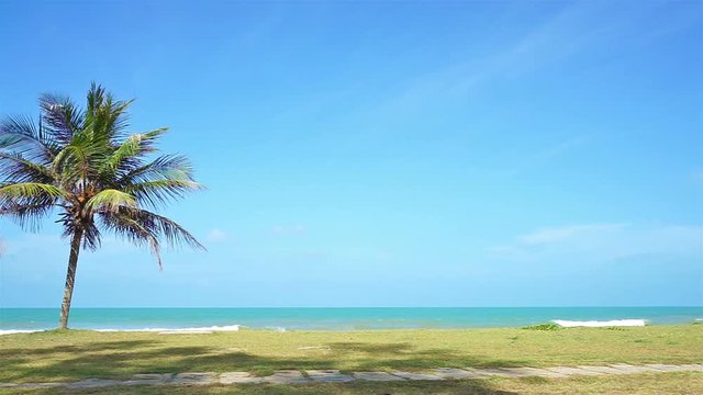 coconut palm tree with blue sky background and copy space area, loop