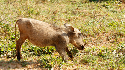 Baby - Phacochoerus africanus  The common warthog