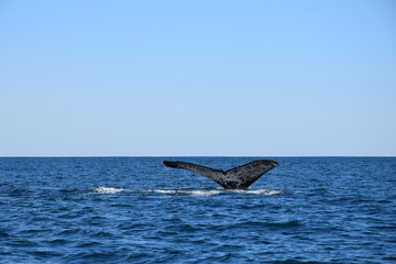 Fototapeta premium whale