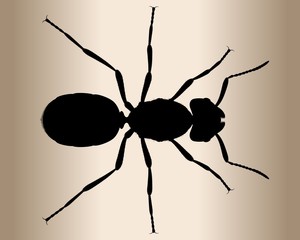 Silhouette of black garden ant. Queen of the garden ant.