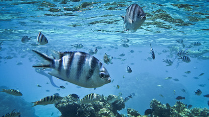 Naklejka na ściany i meble underwater Bora Bora tropical fish