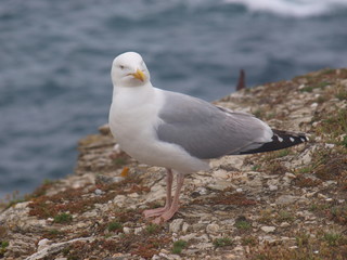 Fototapeta premium goéland sur Belle Ile
