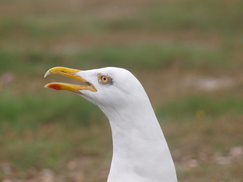 Go&eacute;land sur Belle Ile