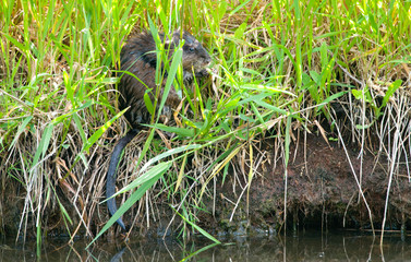 Muskrat Hiding in the Reeds, tall grass